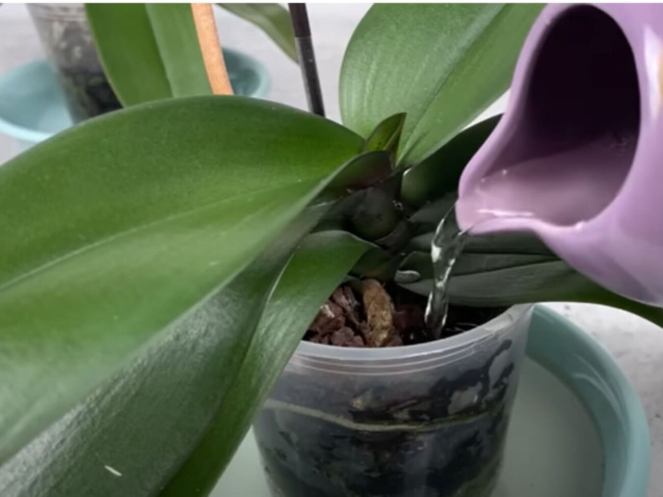 Раз в месяц поливайте корни орхидеи банановой водой, избегая попадания настоя в центр растения