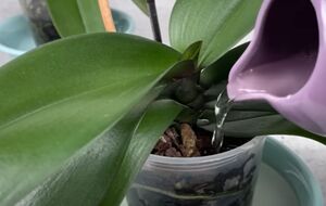 Раз в месяц поливайте корни орхидеи банановой водой, избегая попадания настоя в центр растения
