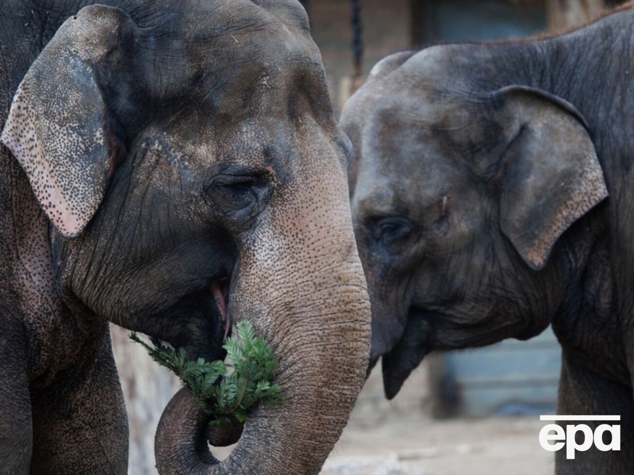 СМИ пишут, что одно из сбитых животных находится в критическом состоянии