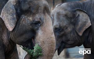 СМИ пишут, что одно из сбитых животных находится в критическом состоянии
