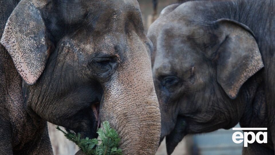 СМИ пишут, что одно из сбитых животных находится в критическом состоянии