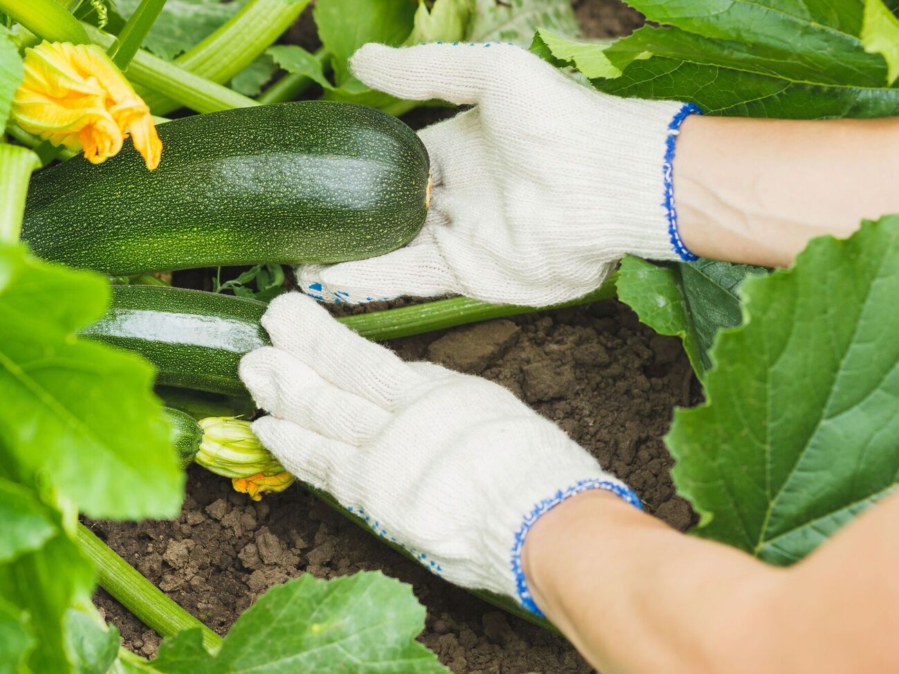Кабачки дадуть щедрий урожай