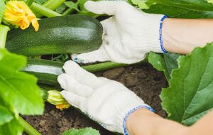 Кабачки дадут щедрый урожай