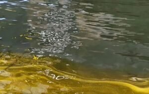 В Сухой лиман попало более 125 тонн подсолнечного масла из-за обстрела в октябре 2024 года