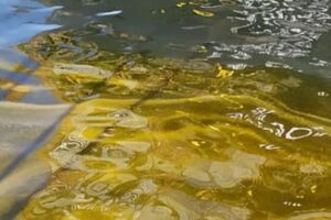 У Сухий лиман потрапило понад 125 тонн соняшникової олії через обстріл у жовтні 2024 року
