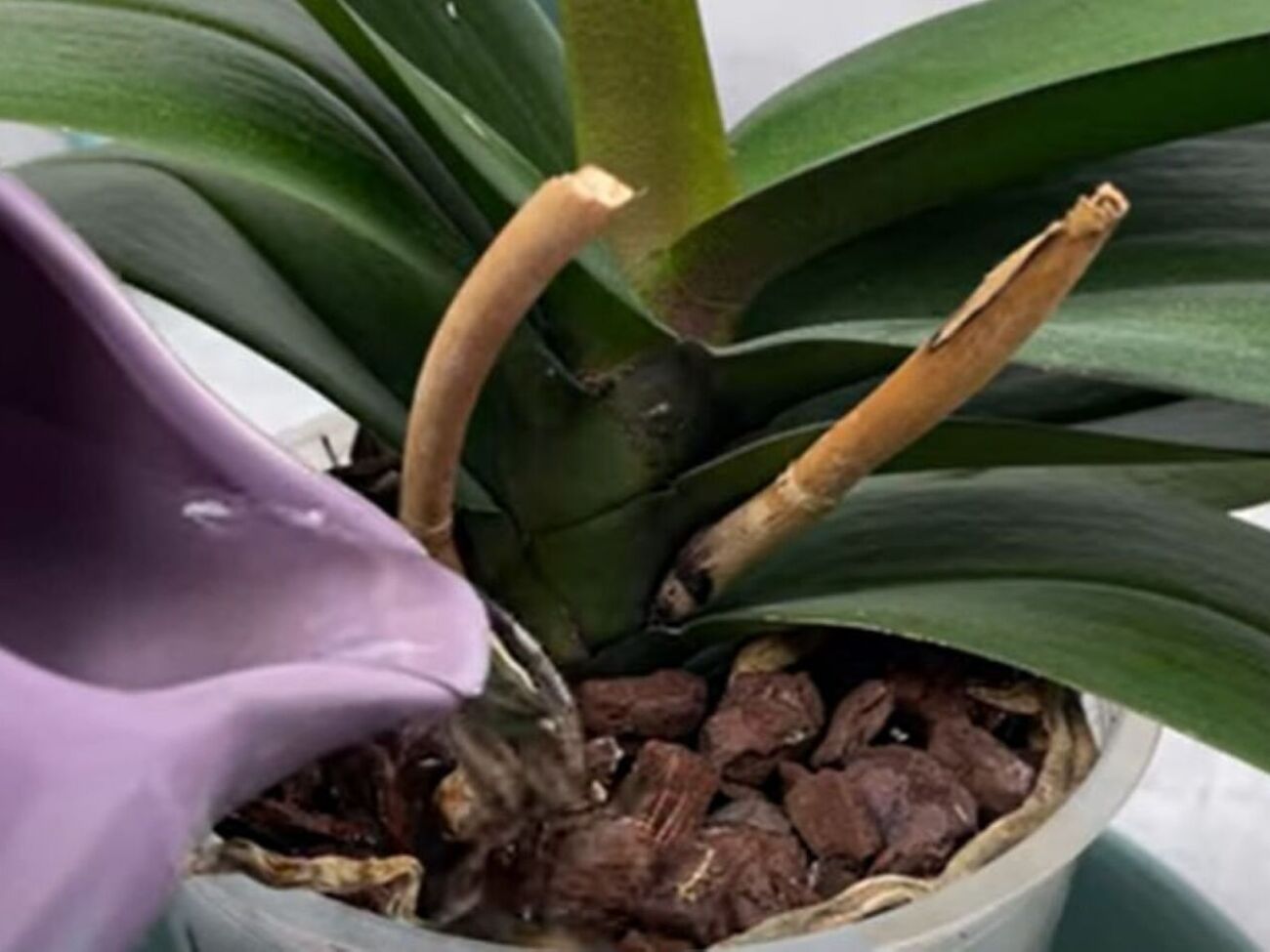 Раз в две недели поливайте корни орхидеи имбирной водой