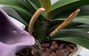 Раз в две недели поливайте корни орхидеи имбирной водой