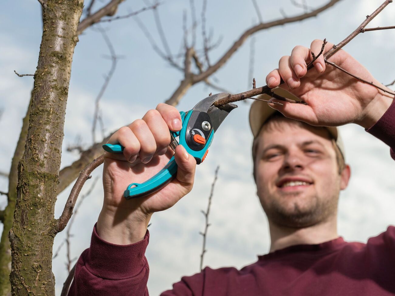 Деревья обрезают до появления почек