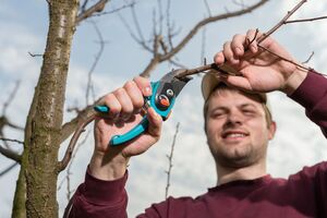 Деревья обрезают до появления почек