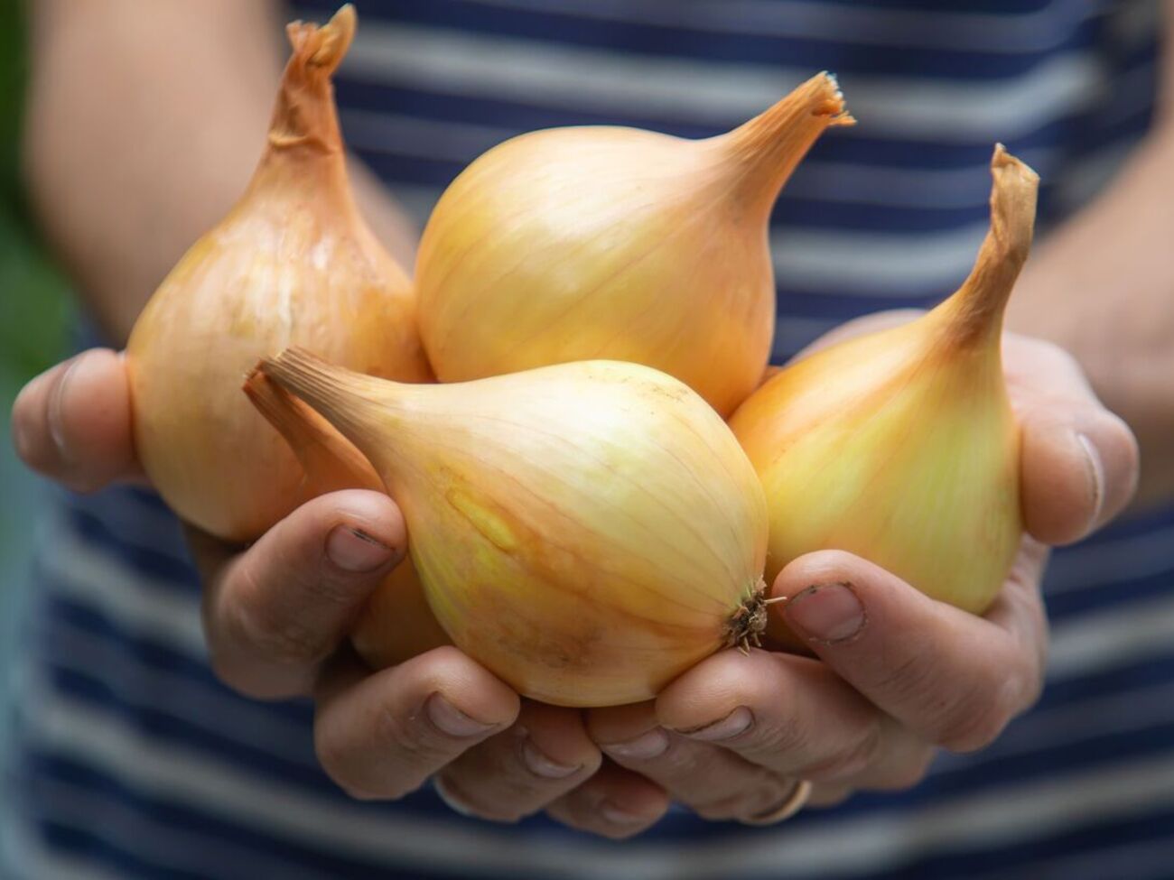 Лук порадует урожаем