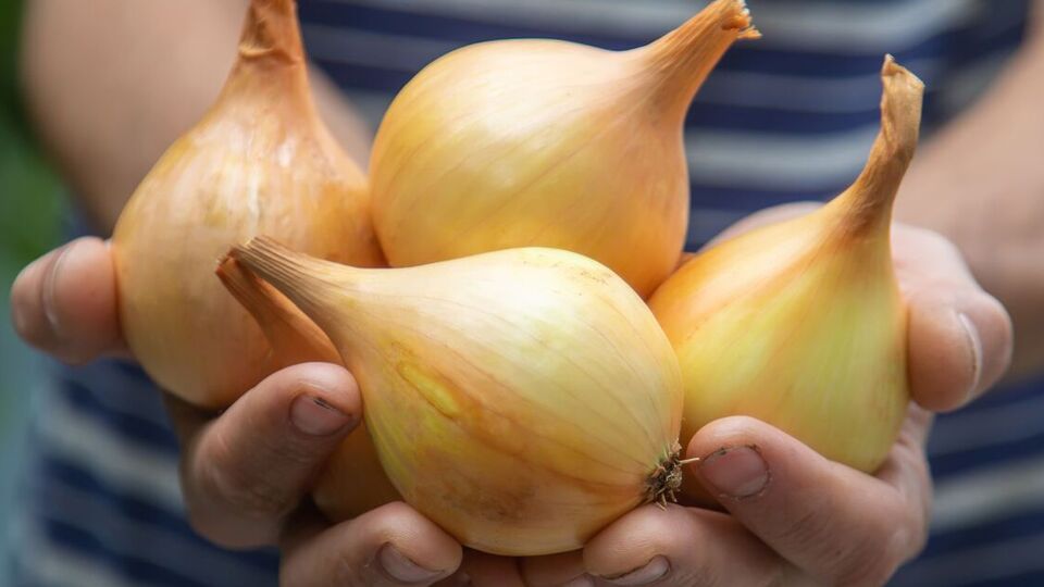 Лук порадует урожаем