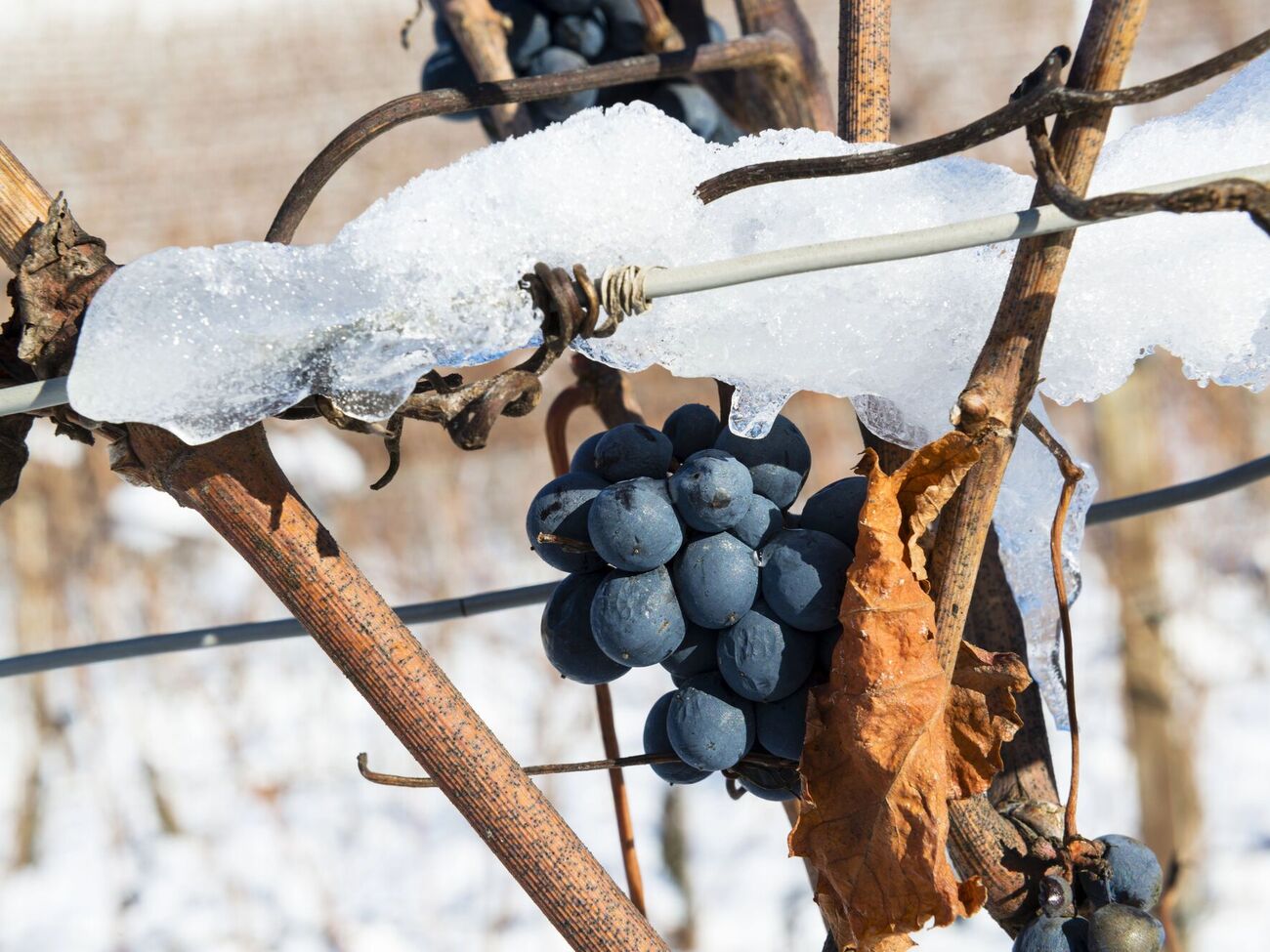 Если виноград был укрыт на зиму, его нужно постепенно открывать во избежание резкого температурного стресса