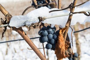 Если виноград был укрыт на зиму, его нужно постепенно открывать во избежание резкого температурного стресса