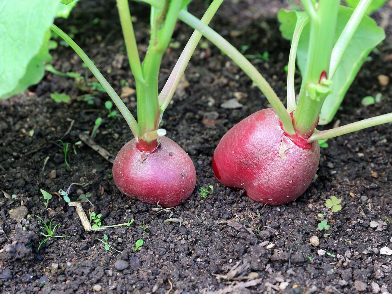 Редис дает урожай через 30 дней после посева