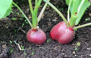 Редис дает урожай через 30 дней после посева