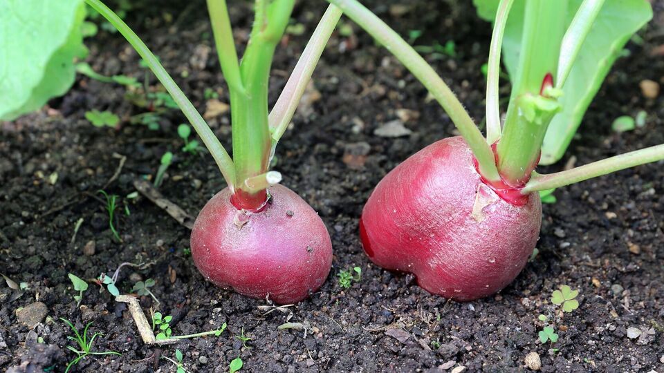 Редис дает урожай через 30 дней после посева