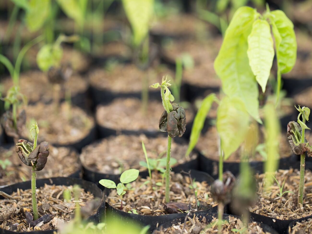 Черная ножка любит влажную почву