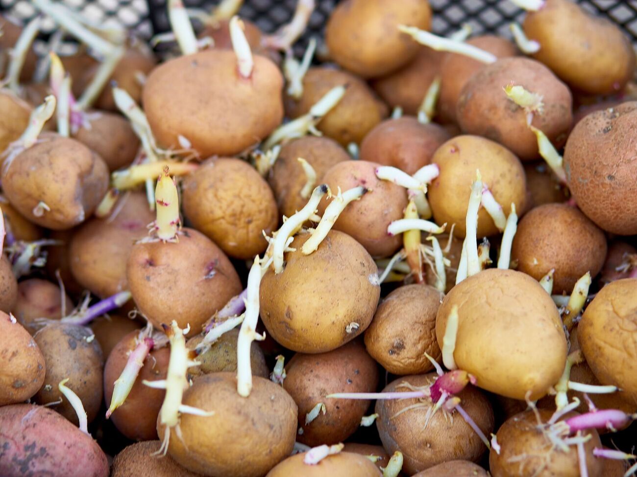 Ростки не должны быть больше определенного размера