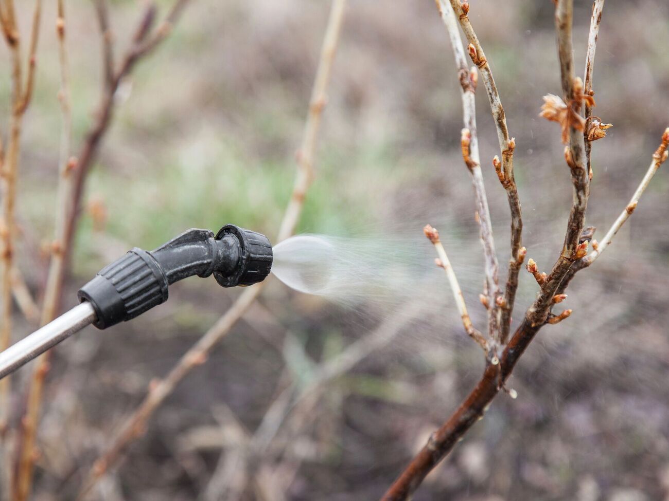 Оброблення саду проводьте в суху безвітряну погоду