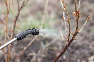 Оброблення саду проводьте в суху безвітряну погоду