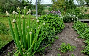 Не нужно допускать стрелкования