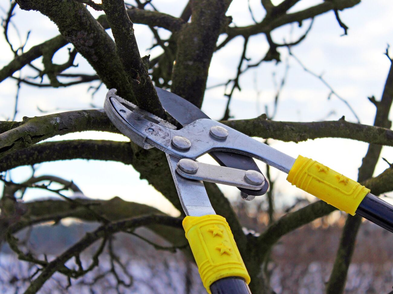 Зимняя обрезка сада не навредит деревьям