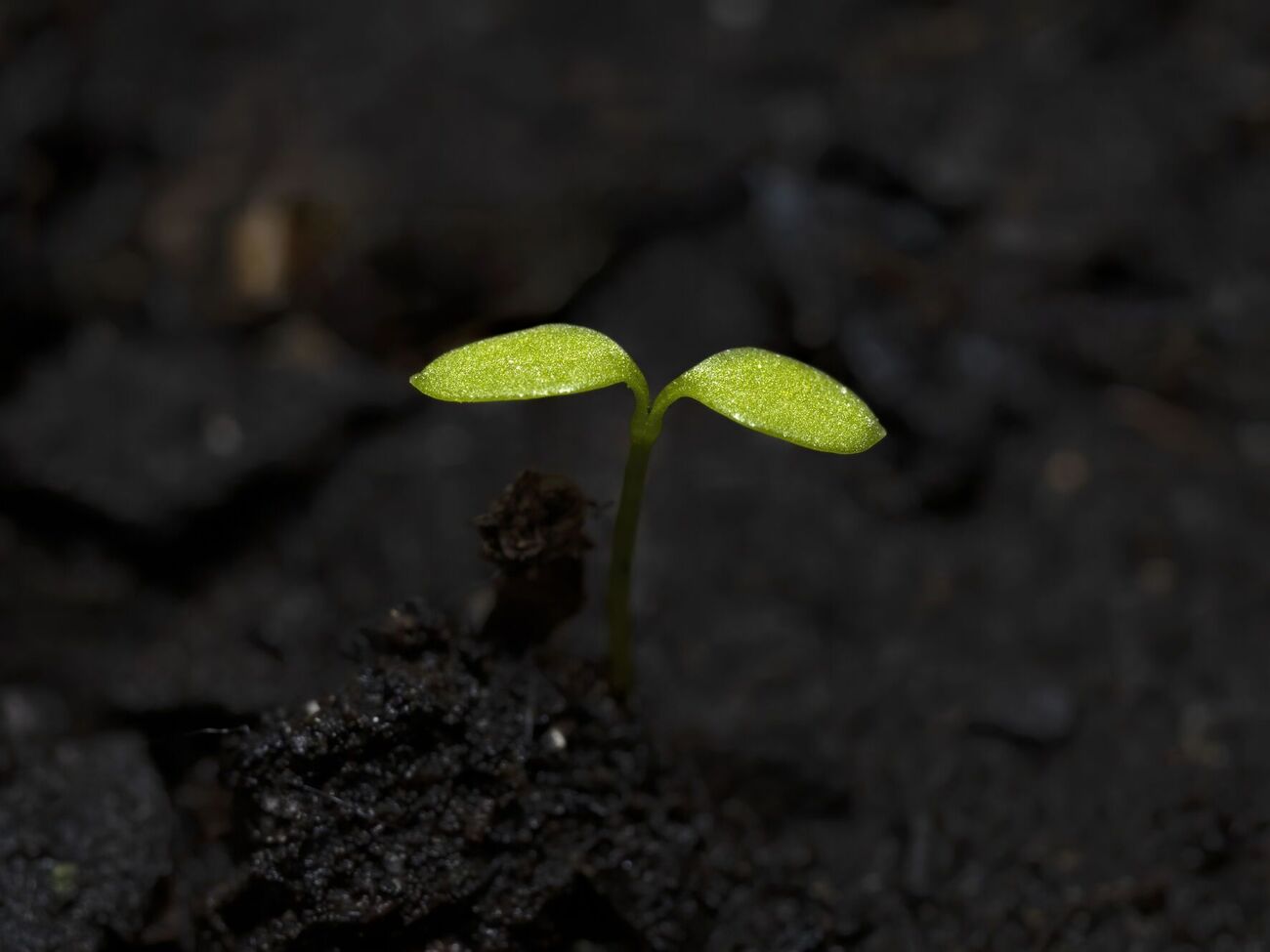 Появление черной ножки на рассаде можно легко предотвратить