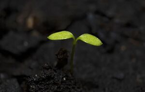 Появление черной ножки на рассаде можно легко предотвратить