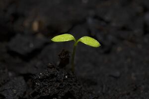 Появление черной ножки на рассаде можно легко предотвратить