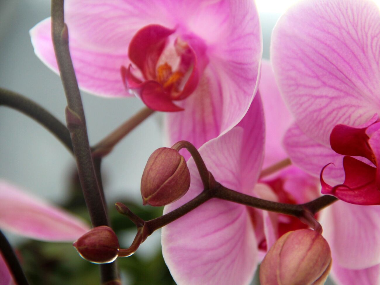 Поливайте орхидею подкормкой раз в две недели