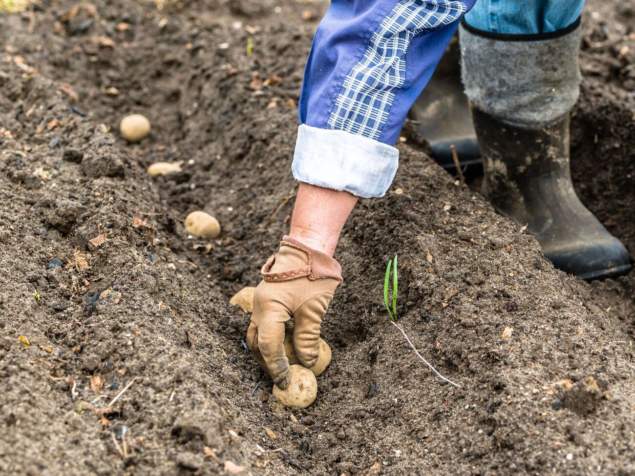 Удобрять землю нужно непосредственно в момент посадки картофеля
