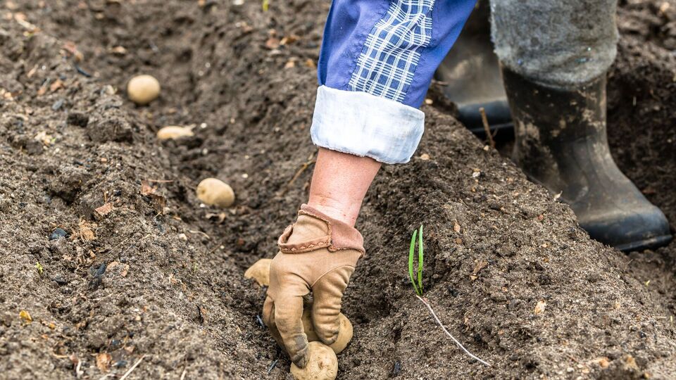 Підживлювати землю потрібно безпосередньо в момент саджання картоплі