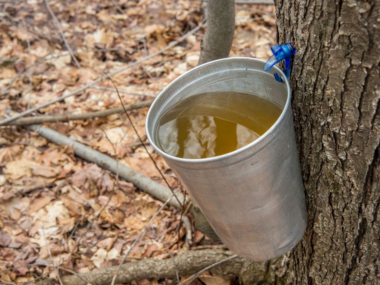 Начало весны – лучшее время для сбора кленового сока