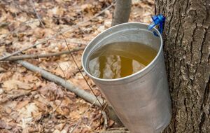Начало весны – лучшее время для сбора кленового сока
