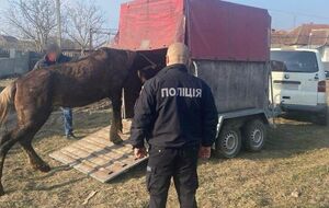 Полицейские изъяли коня и перевезли его в реабилитационный центр