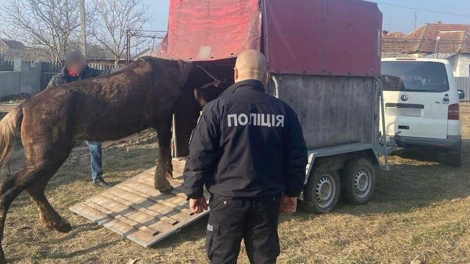 Полицейские изъяли коня и перевезли его в реабилитационный центр