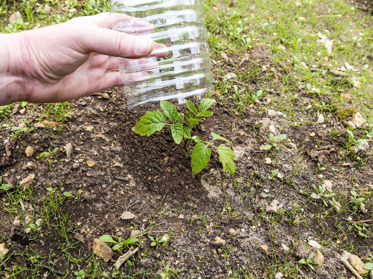 Пикировка производится до посадки ростков