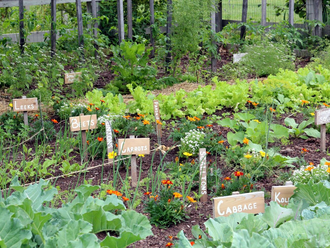 Бархатцы можно сажать рядом с клубникой для профилактики распространения серой гнили