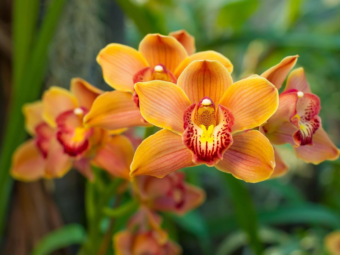 Орхидеи имеют специфические потребности