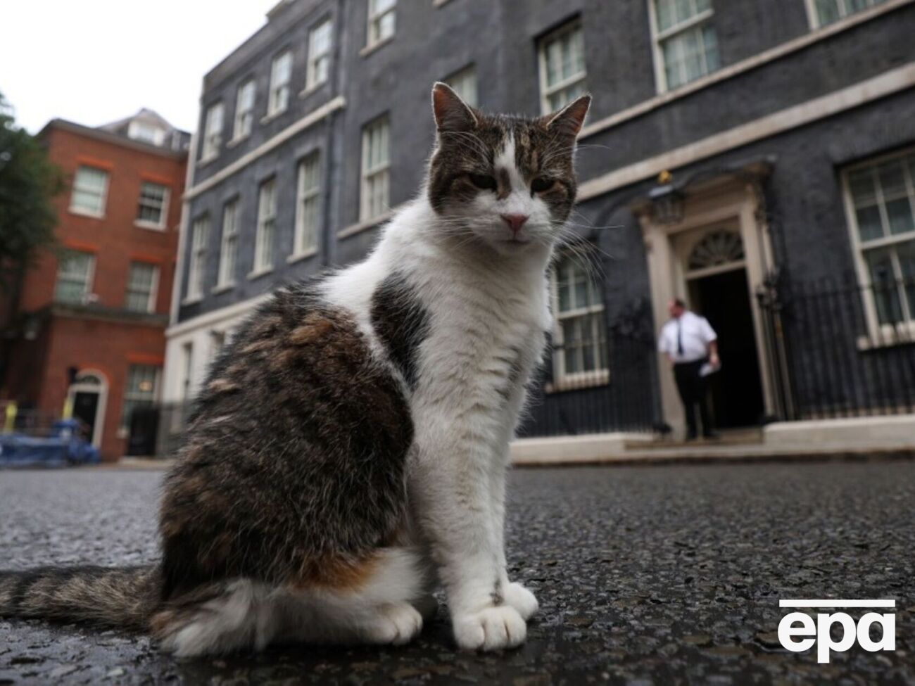 Кот Ларри симпатизирует Зеленскому