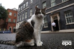 Кот Ларри симпатизирует Зеленскому