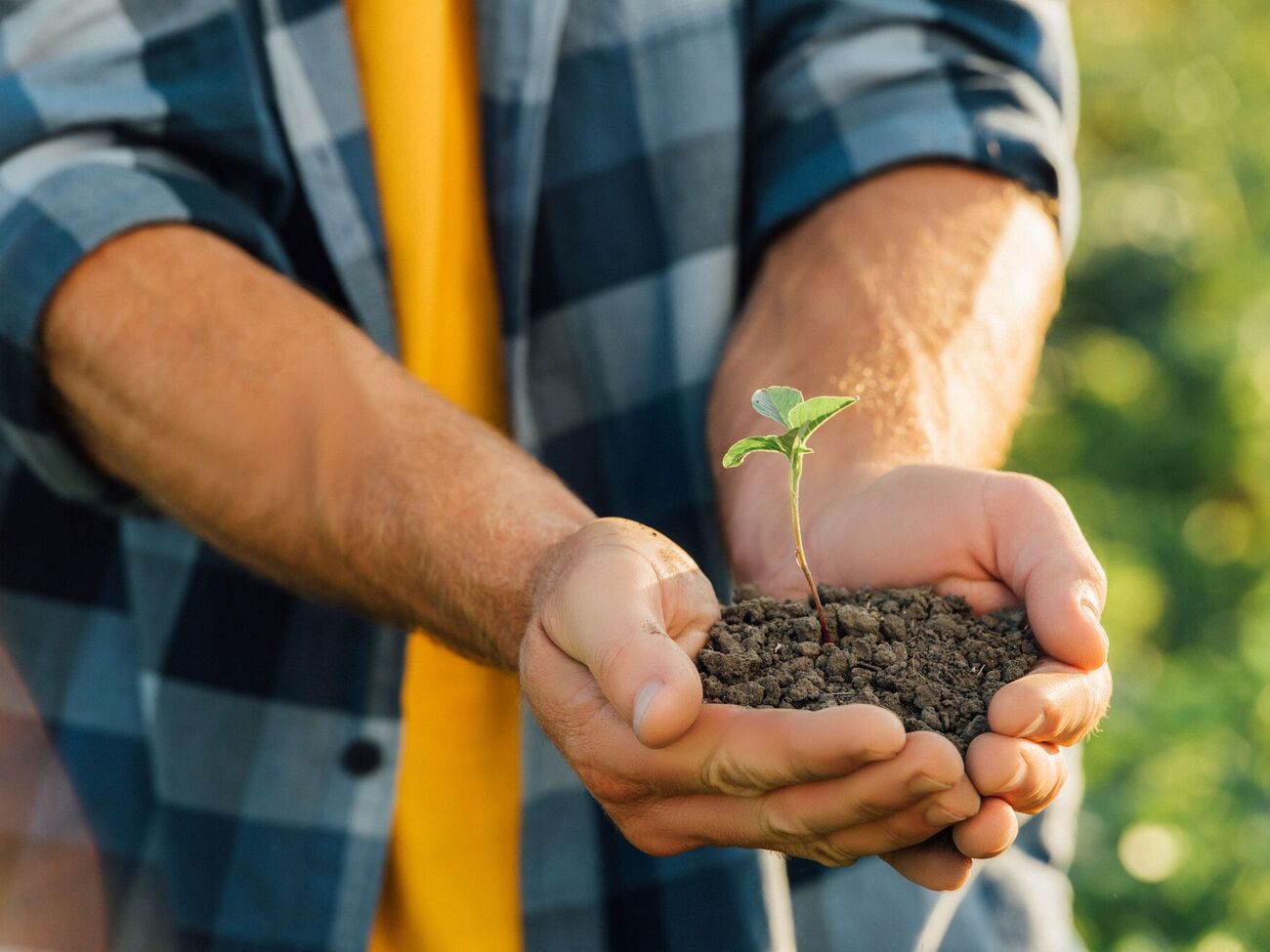 Перед саджанням варто спеціально обробити старий ґрунт