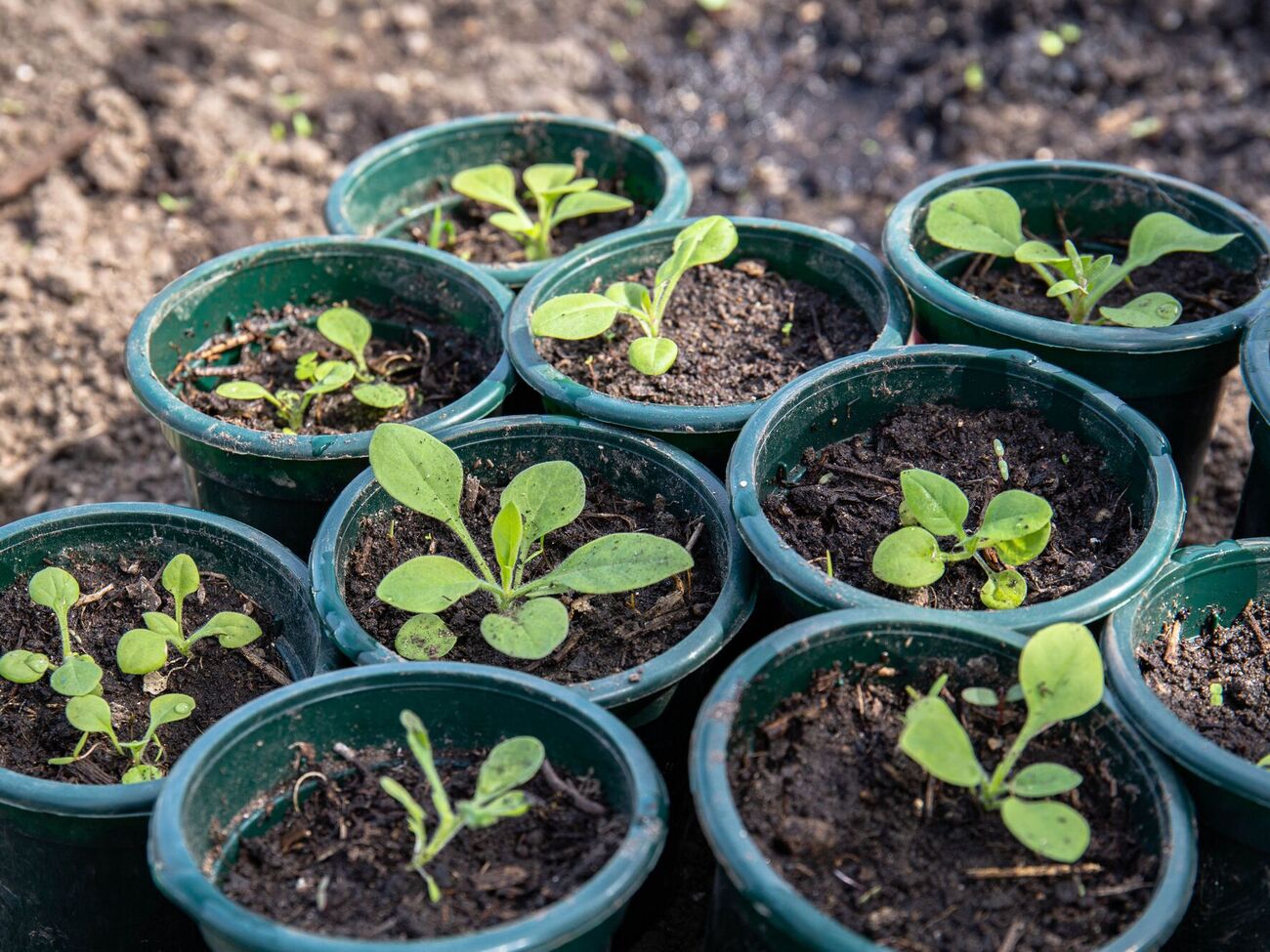 До появи повноцінного листя розсаду не потрібно занадто часто поливати