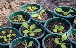 До появления полноценных листьев рассаду не нужно слишком часто поливать