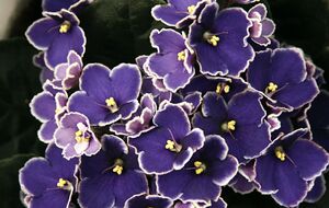 При пересадке фиалок необходимо заменять субстрат