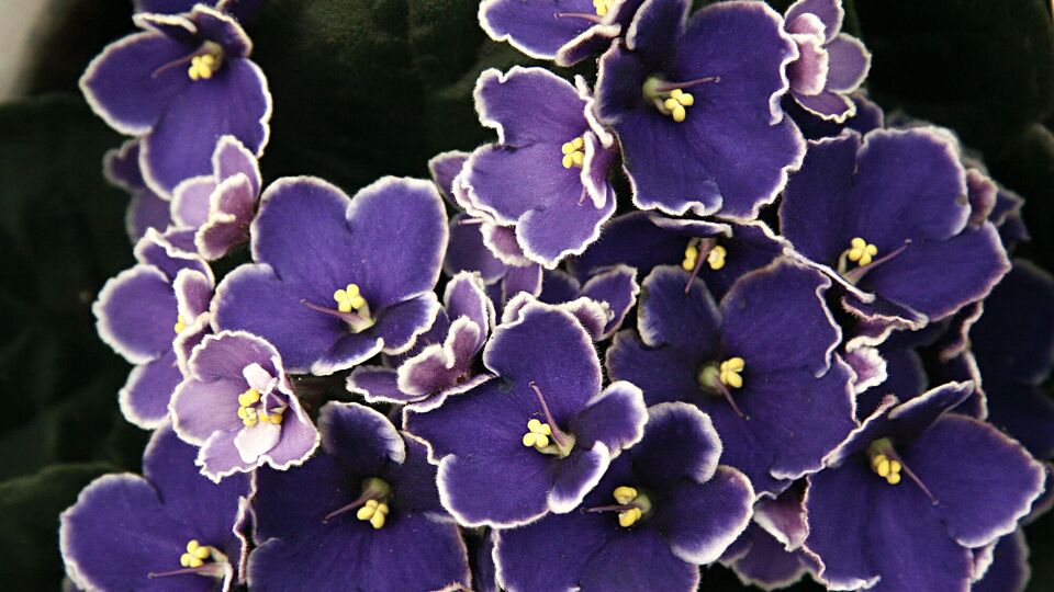 При пересадке фиалок необходимо заменять субстрат