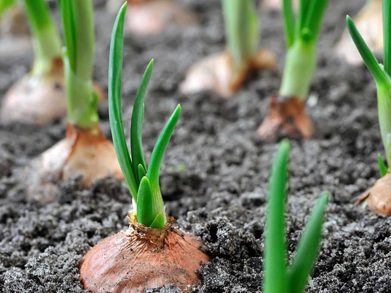 Змішайте це з попелом – і врожай цибулі зросте вдвічі. Рецепт ефективного підживлення без хімії