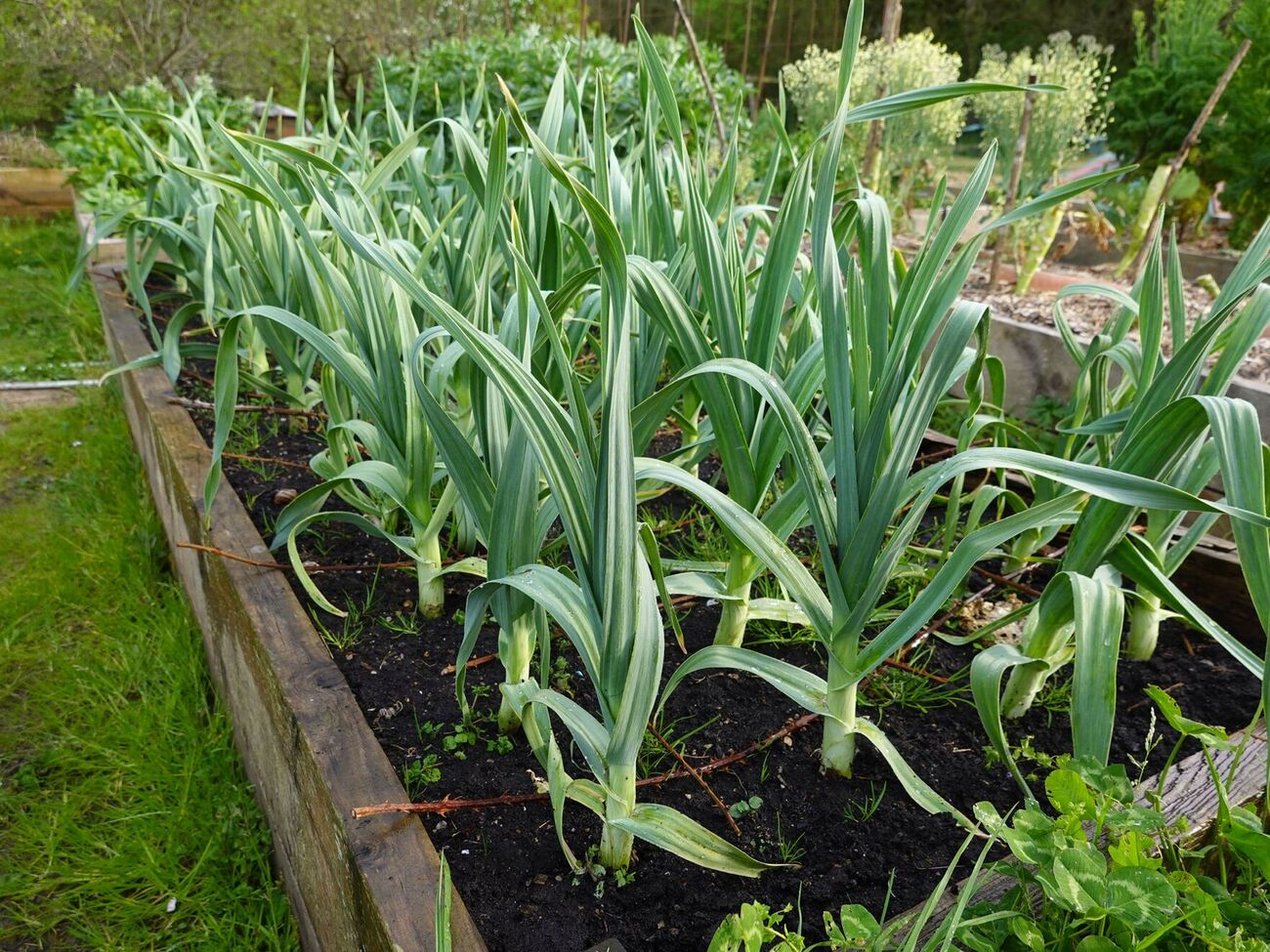 Щоб виростити міцні стебла цибулі порей, треба докласти зусиль