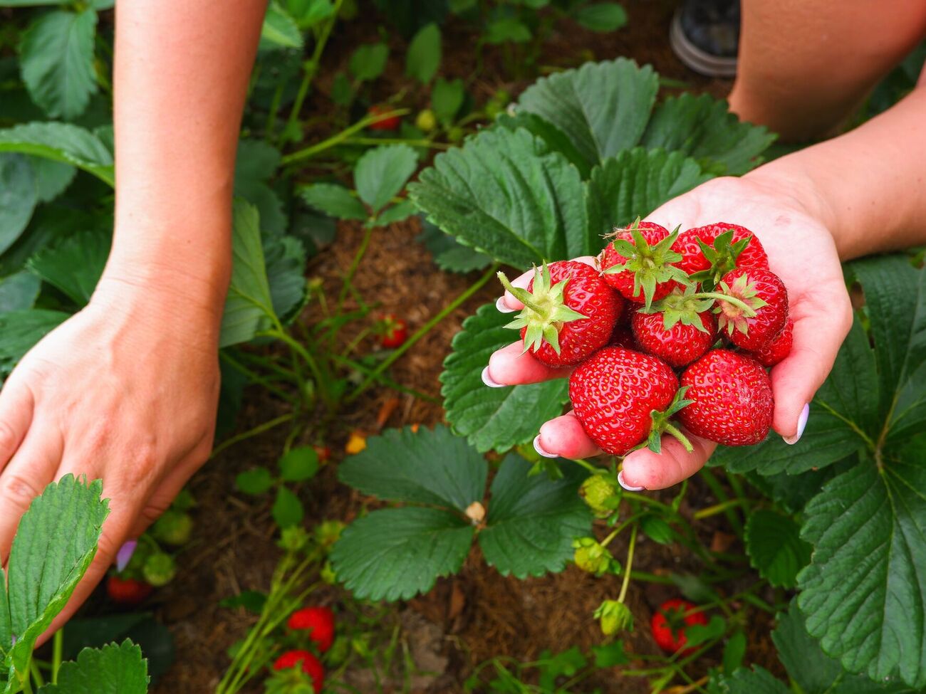Чтобы вырастить крупные ягоды клубники, важно соблюдать агротехнику