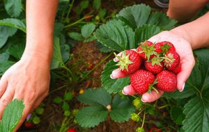 Чтобы вырастить крупные ягоды клубники, важно соблюдать агротехнику